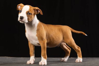 Amerikan Staffordshire Terrier köpeği siyah arka planda