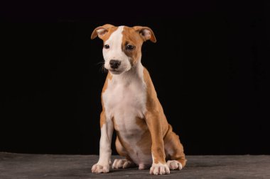 Amerikan Staffordshire Terrier köpeği siyah arka planda