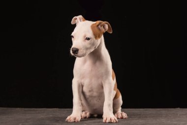 Amerikan Staffordshire Terrier köpeği siyah arka planda