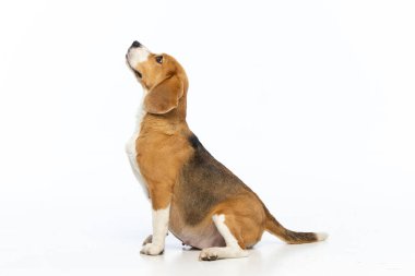 Beyaz arka planda hamile av köpeği