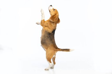 Beyaz arka planda hamile av köpeği