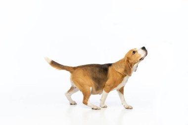 Beyaz arka planda hamile av köpeği