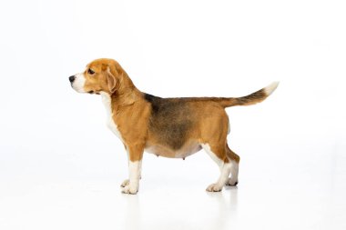 Beyaz arka planda hamile av köpeği