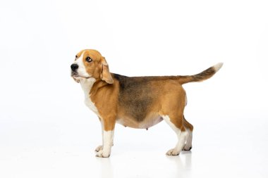 Beyaz arka planda hamile av köpeği