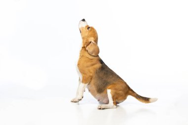 Beyaz arka planda hamile av köpeği