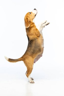 Beyaz arka planda hamile av köpeği