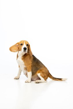 Beyaz arka planda hamile av köpeği