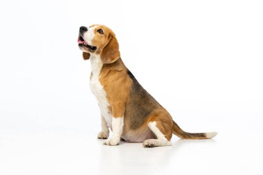 Beyaz arka planda hamile av köpeği