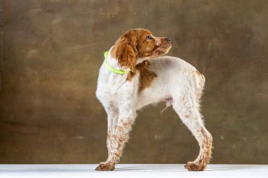 Uniforma geçmişi olan spaniel breton