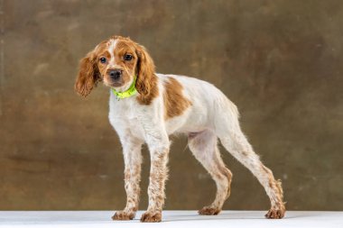 Uniforma geçmişi olan spaniel breton