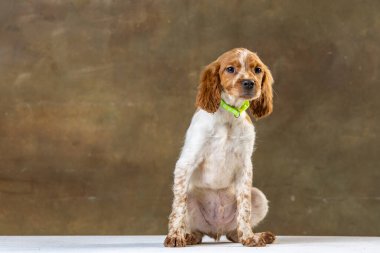 Uniforma geçmişi olan spaniel breton