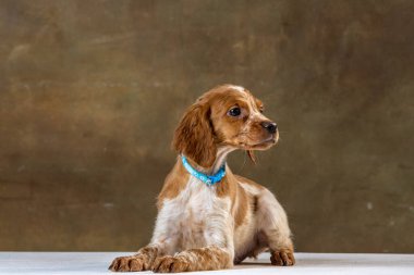Uniforma geçmişi olan spaniel breton