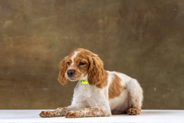 Uniforma geçmişi olan spaniel breton