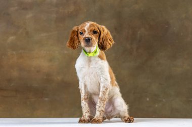 Uniforma geçmişi olan spaniel breton