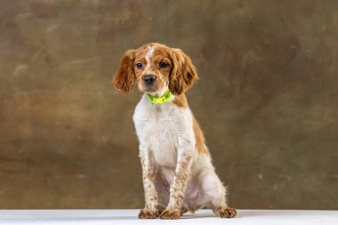 Uniforma geçmişi olan spaniel breton