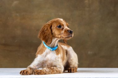 Uniforma geçmişi olan spaniel breton