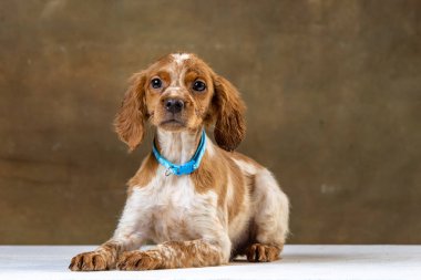 Uniforma geçmişi olan spaniel breton