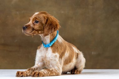 Uniforma geçmişi olan spaniel breton