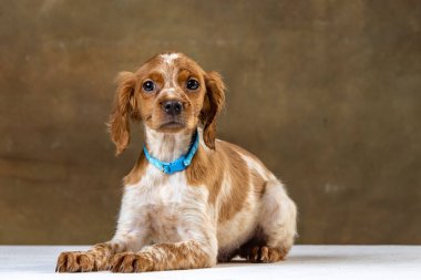 Uniforma geçmişi olan spaniel breton