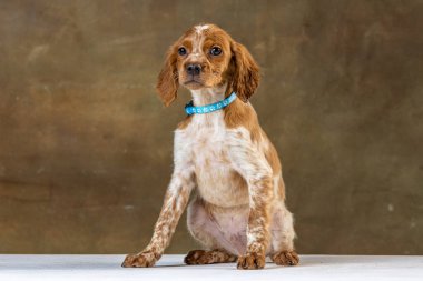 Uniforma geçmişi olan spaniel breton