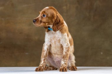 Uniforma geçmişi olan spaniel breton