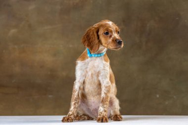 Uniforma geçmişi olan spaniel breton