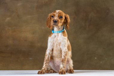 Uniforma geçmişi olan spaniel breton