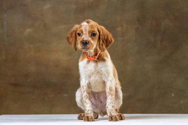 Uniforma geçmişi olan spaniel breton
