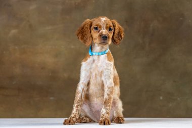 Uniforma geçmişi olan spaniel breton