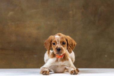 Uniforma geçmişi olan spaniel breton