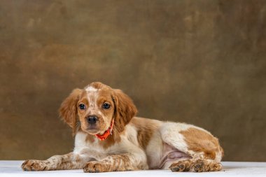 Uniforma geçmişi olan spaniel breton
