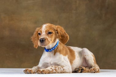 Uniforma geçmişi olan spaniel breton