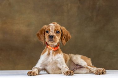 Uniforma geçmişi olan spaniel breton