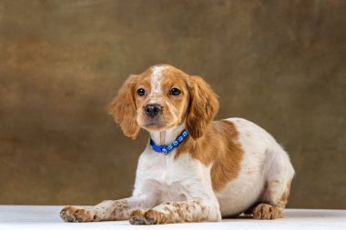 Uniforma geçmişi olan spaniel breton