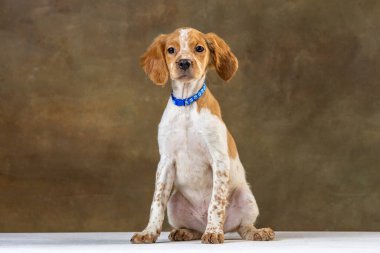 Uniforma geçmişi olan spaniel breton