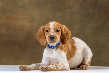 Uniforma geçmişi olan spaniel breton