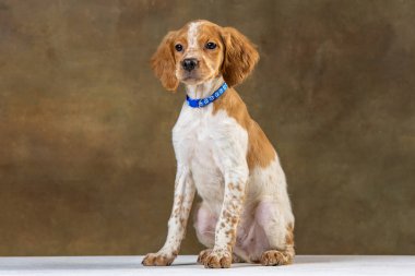 Uniforma geçmişi olan spaniel breton