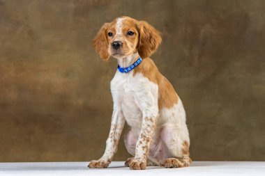 Uniforma geçmişi olan spaniel breton