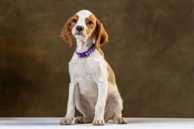 Uniforma geçmişi olan spaniel breton