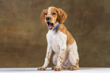Uniforma geçmişi olan spaniel breton
