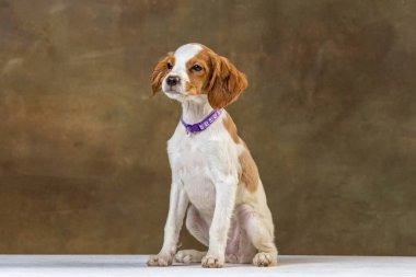 Uniforma geçmişi olan spaniel breton