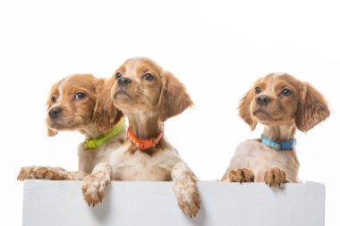 Uniforma geçmişi olan spaniel breton