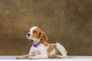 Uniforma geçmişi olan spaniel breton