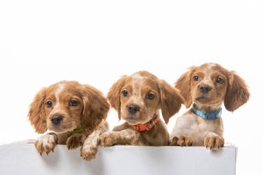 Uniforma geçmişi olan spaniel breton