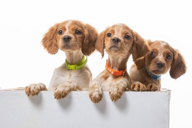 Uniforma geçmişi olan spaniel breton
