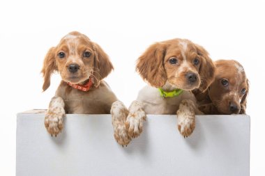 Uniforma geçmişi olan spaniel breton