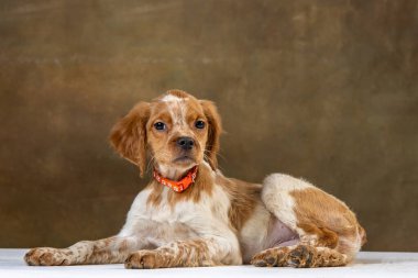 Uniforma geçmişi olan spaniel breton