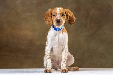 Uniforma geçmişi olan spaniel breton