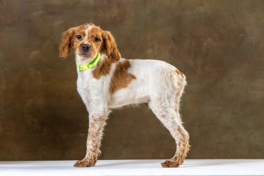 Uniforma geçmişi olan spaniel breton