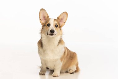 Welsh Corgi Pembroke 'un üniforma geçmişi